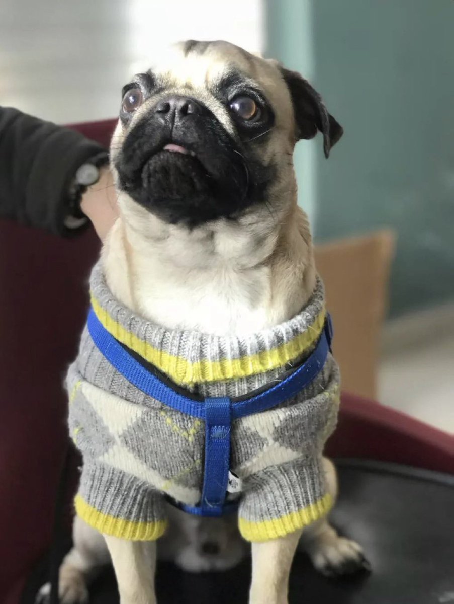 ÖNCELİKLİ İLAN ❗MARAŞ DEPREMİNDEN GELEN CANA GEÇİCİ İSTANBUL’DA YUVA ARANIYOR ❗

"Kahramanmaraş'taki depremden gelen ailenin biriciği olan bu çocuğumuza Ataşehir civari GEÇİCİ olarak yuva olabilecek bir aile arıyoruz. İletişim : @cansuzlk