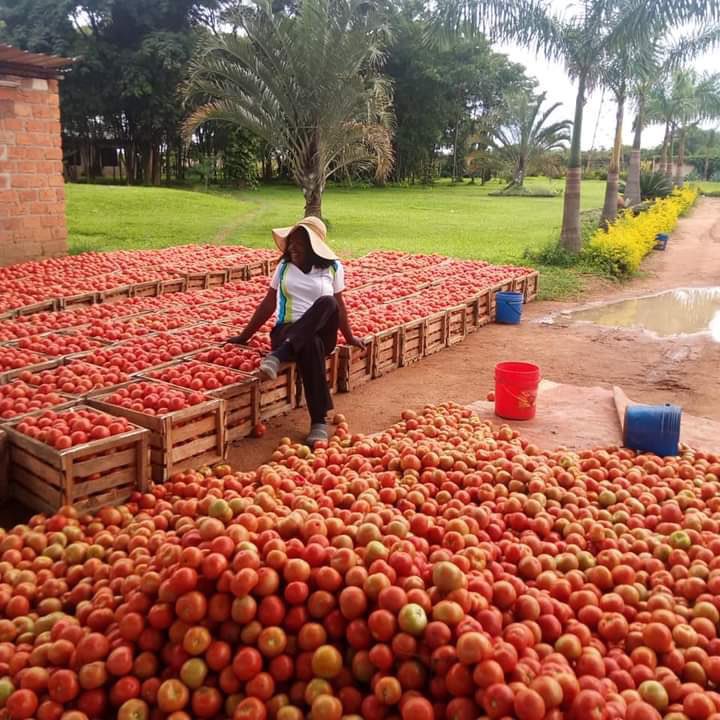 GagaUwera's tweet photo. Who is interested in tomato farming? https://t.co/I8YJIVzJ0q