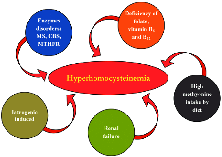 Hyperhomocysteinemia refers to the condition where there is greater than 15 micromol/L of homocysteine in the blood. This condition is present in a wide range of diseases, and in many cases, it is an independent risk factor for more serious medical conditions.