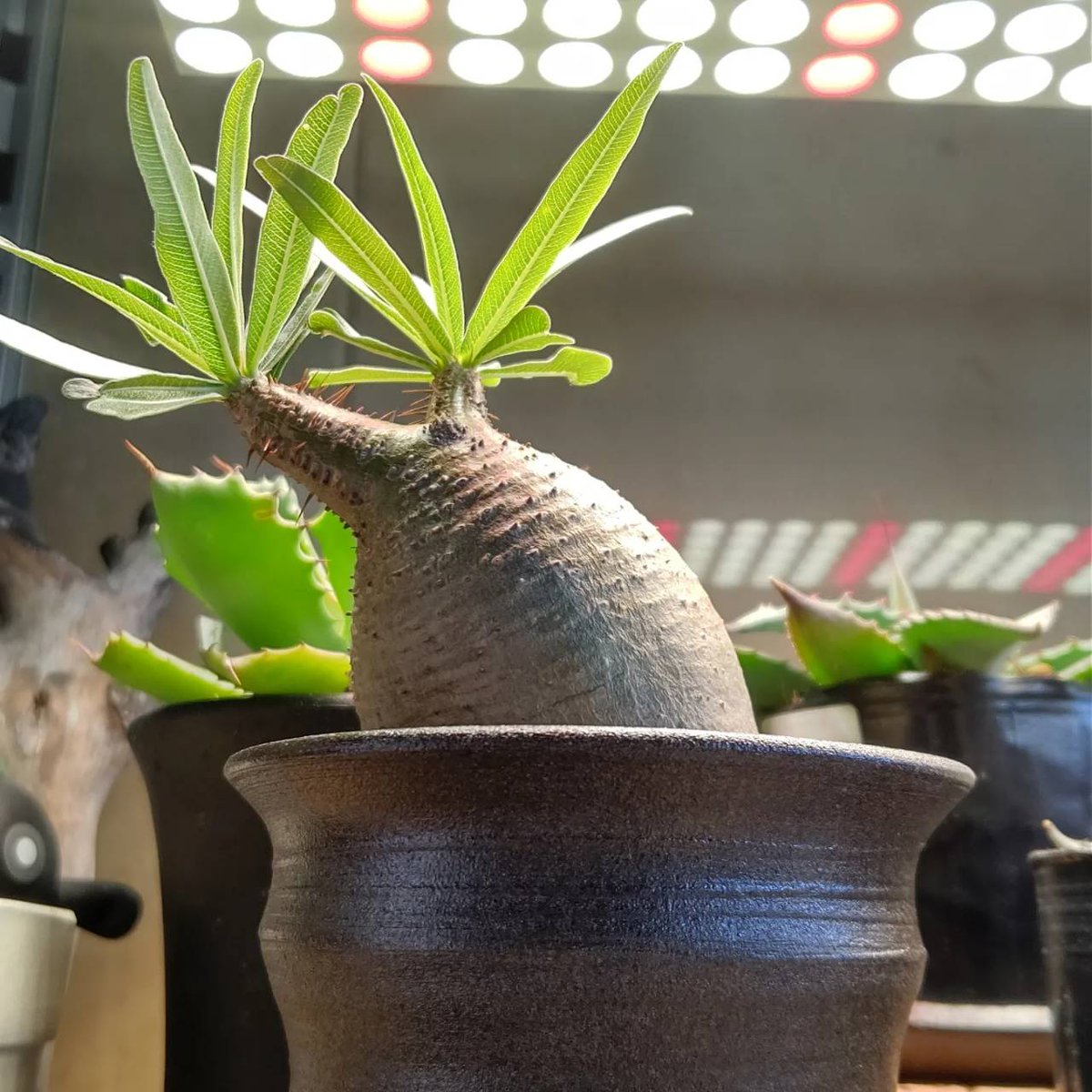 今日の一品 グラキリスを添えて アガベ植木鉢フルコース 作 #木村製陶