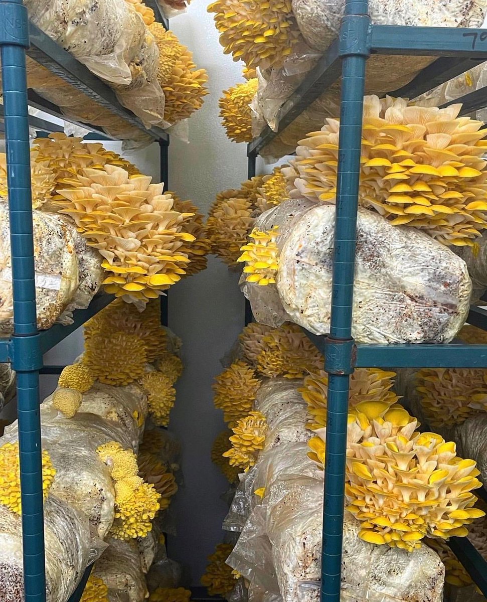 e.terra kitchen tweet media