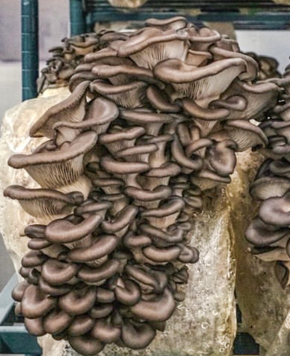 e.terra kitchen tweet media