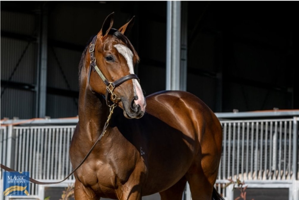 Bennyhol53's tweet photo. 😍😍😍😍 Lot 51 of the Tassie Magic Millions sale!! Stunning filly by Santos out of a Galileo Mare with the @MotreeTasmania draft!!! @AquisFarm @mmsnippets https://t.co/a5MwZKBKOA