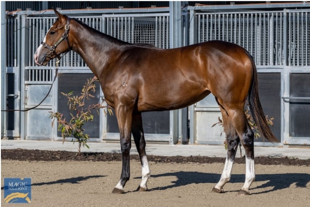 😍😍😍😍 Lot 51 of the Tassie Magic Millions sale!! Stunning filly by Santos out of a Galileo Mare with the <a href="/MotreeTasmania/">Motree Thoroughbreds</a> draft!!! <a href="/AquisFarm/">Aquis Stallions</a> <a href="/mmsnippets/">Magic Millions</a>