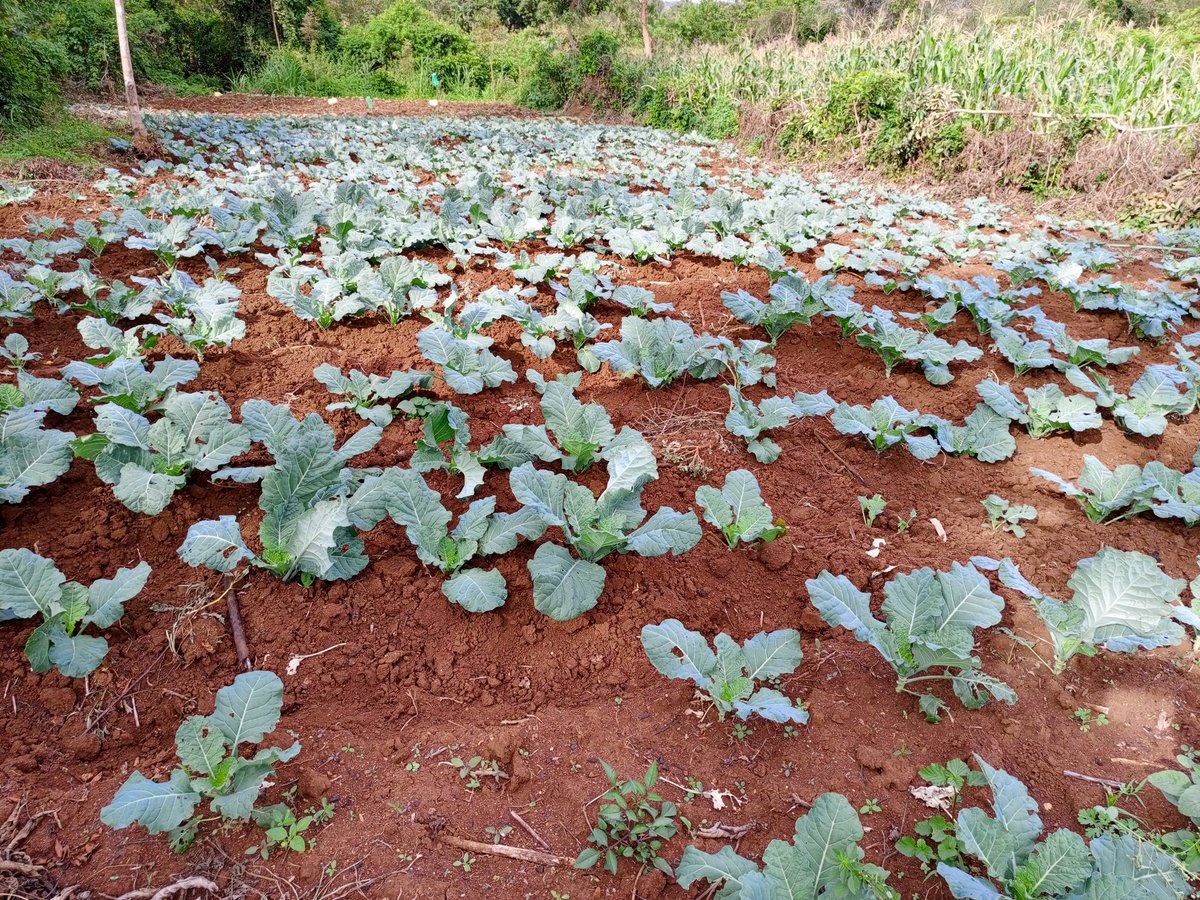 AgriDairyKe_fa's tweet photo. Good morning #Youth 

Another bright day to urge you that #farming is a gold mine - take it up; but it's proceeds or dividends stems from patience dedication, resilience &amp; consistency in your routine activities.
#agriculture #food https://t.co/28KqZEl6Pk