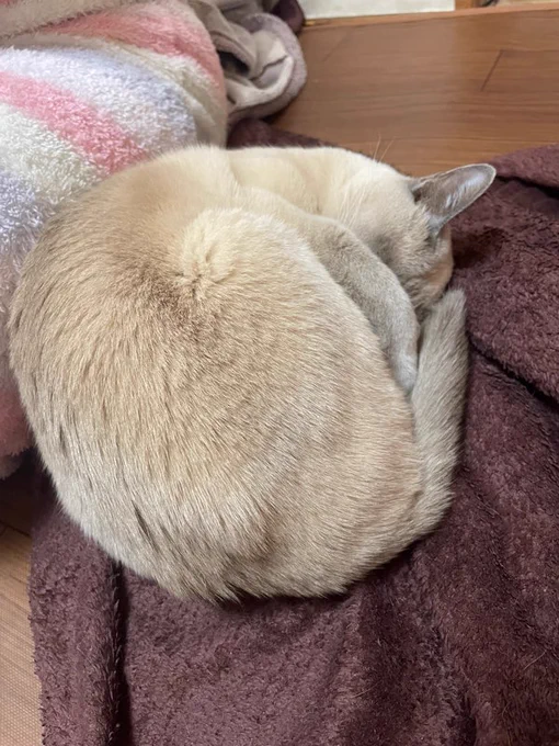 哀愁の生き物#猫のいる生活#猫の居る暮らし 