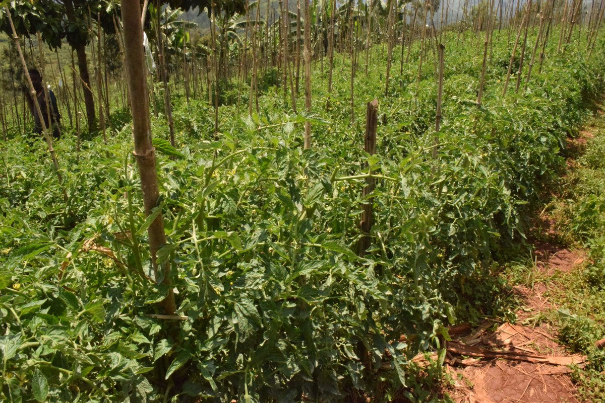 MagazineJimbere's tweet image. ⛰️ 75% des sols #burundi-ais sont acides, précise Dieudonné Ntanago de l'@IFDCBurundi se basant sur l'étude de l'@isabu_officiel, l'@UB_Rumuri, #Rodeva et #IFDC au cours d'une descente du 30/01 au 02/02/2023 pour évaluer l'impact du "projet dolomie" lancé contre l'acidité du sol