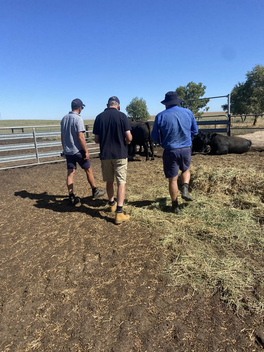 Bull Oak Well Angus tweet media