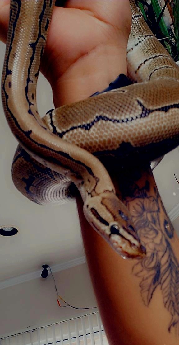 Calidubz's tweet photo. Feeding time https://t.co/6nVXMOxr6C