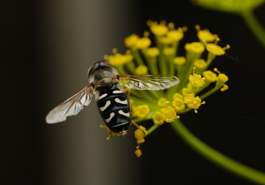 It's #InsectThursday 🥳 #NaturePhotography #naturelovers #naturepostive