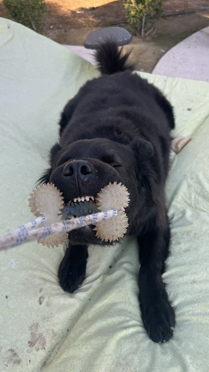 StephenEPearcy's tweet photo. Tug a war with the one they call BEAR, and you will lose. When he gets going he gets a little tough. Respect the BEAR β οΈπβπ¦Ίβ οΈπ΄ββ οΈ #protecto #bearthedog https://t.co/gyviYwAWlB