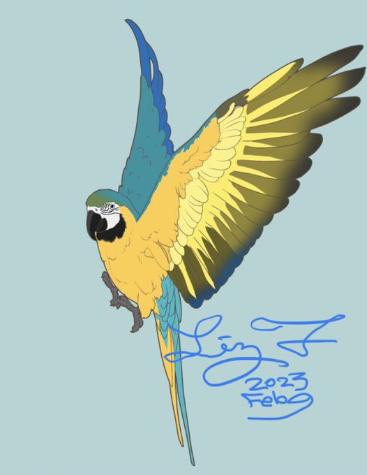 オーダーの羽ばたきルリコンゴウくん、第一稿です。最大に近い大型インコさんのご依頼も今回多く、頑張りたいと思います 