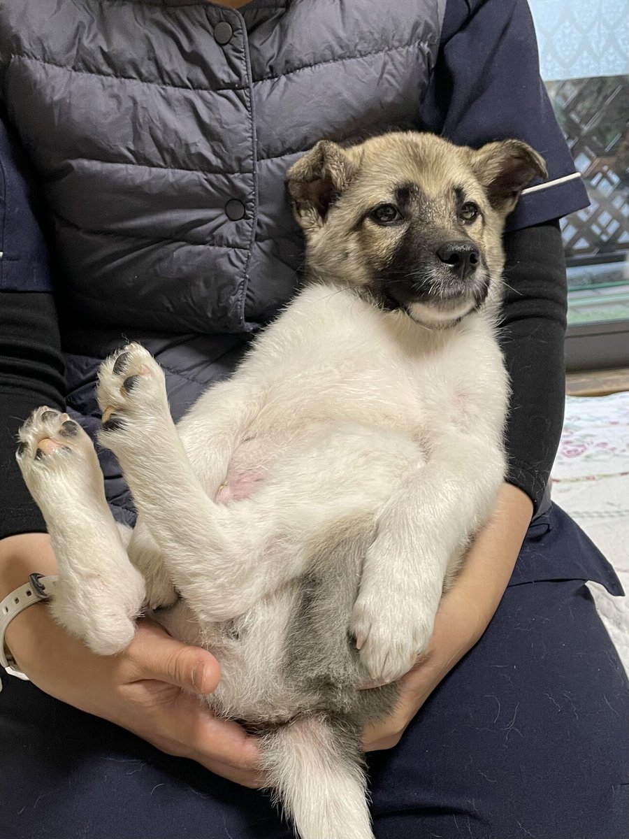 栃木県里親募集動物情報 on Twitter "【里親募集】「とても大人しいとんすけです。」栃木県 小山市 犬の里親募集