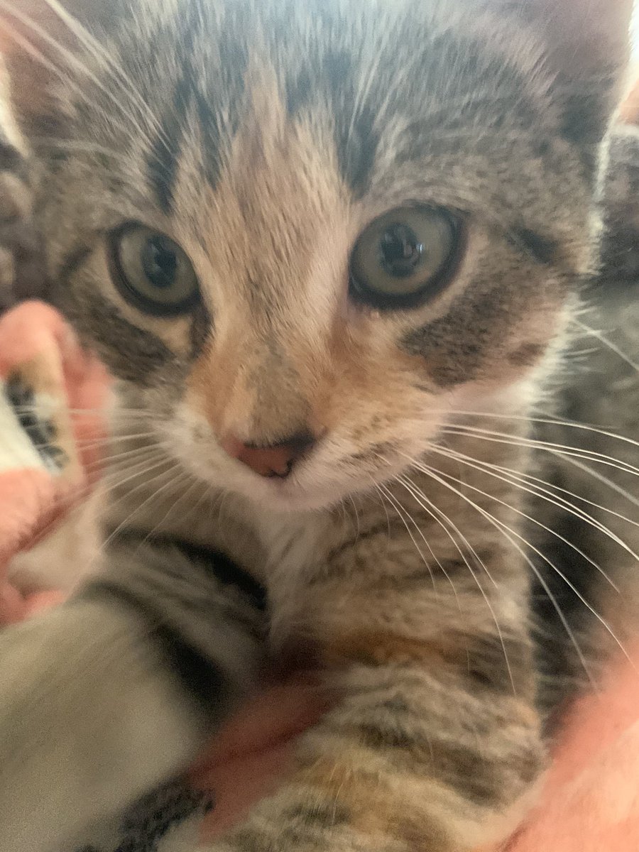 Tinkerbellala27's tweet photo. My precious little munchkin 

#CatsOfTwitter #CatsOnTwitter #selfie #Cat https://t.co/Xs8qJPKi6G