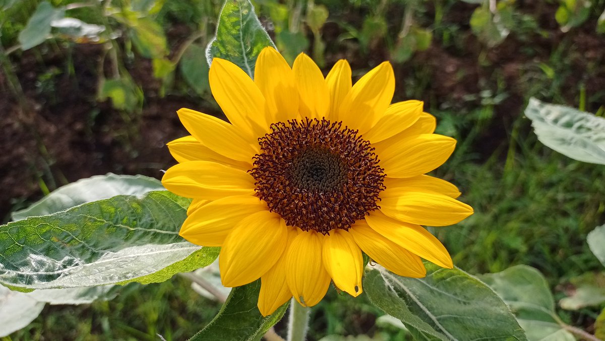 nagacitygov's tweet photo. READY FOR VALENTINES 🌻 | Sunflowers are blooming in the Pacol Flower Farms, just in time for Valentine’s Day!
These sunflowers are sold at P60.00/piece, and they also accept flower arrangements. Come and support our local flower growers!
#Sunflower #Pacol #ValentinesDay https://t.co/ROw9ltOrMj