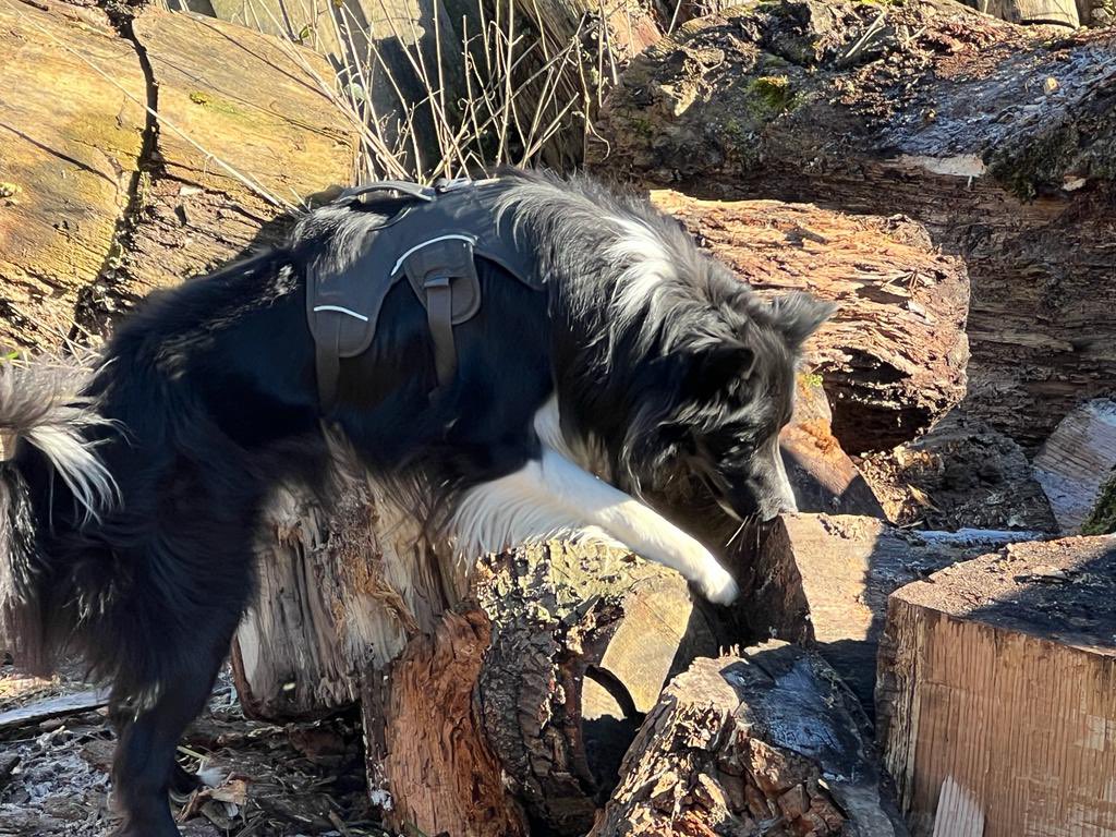 This week we provide the first level of our detection instructor course in Belgium, organized by Canifit.

We focus on the foundation work of detection scent discrimination, odor imprinting and searching in different search areas.

#scentwork #sifd #scentimprintfordogs