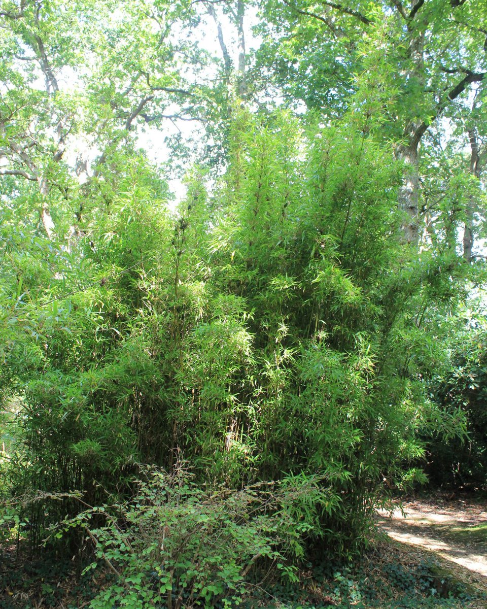 newsontheblock's tweet image. How to identify Bamboo species @knotweedLTD ow.ly/j2GT50MKjpq