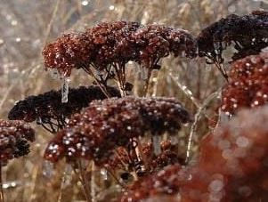 EnjoyLaterLife's tweet image. The notorious British weather means the rules about when to do things in the #garden are not set in stone. No two Springs are ever the same, (who can forget the Beast from the East), so @sungardener1 shares gardening tips for February #EnjoyLaterLife
sundaygardener.co.uk/what-to-do-in-….