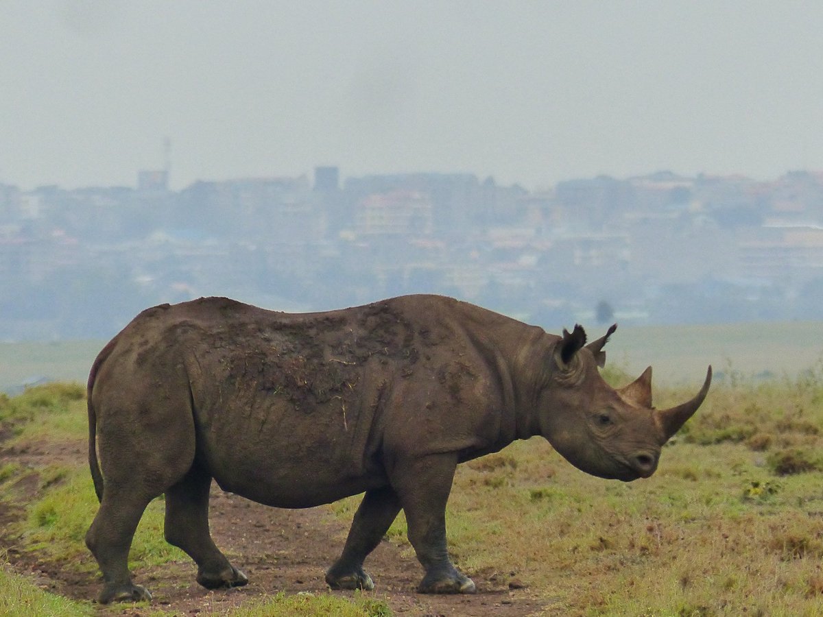 Facing #KitengelaTown from #nairobinationalpark