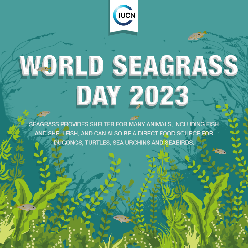 #Seagrasses need high light intensities to survive. Storms, flooding and coastal erosion create sediment disturbances that smother the seagrass plants. #worldseagrassday

@iucn