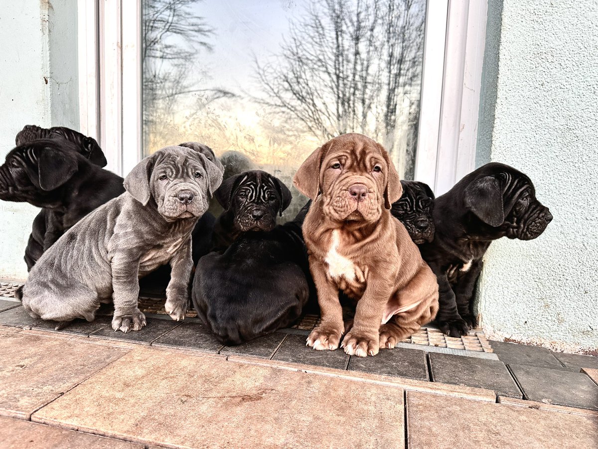Mastino_GoD's tweet photo. Wow folks, dress warmly this morning, it's extremely cold. we have -5 degrees Celsius. How nice that we live in the house and not out in the cold like 99.9% of all our fellow species in prisons and kennels.
#mastino_napoletano_god #DogLover #molosser #IRGCterrorists https://t.co/6MHOwjQyJA
