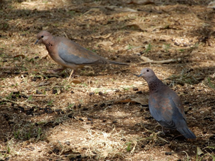 AbbJournal's tweet photo. Volume 3 kicks off! 
Grzegorz Kopij observes seeds of the Red River Gum in Namibia as a staple food of the Laughing Dove and Helmeted Guineafowl during drought.
#AfricanOrnithology
#BirdsFeedingHabits https://t.co/mLO78kHwej