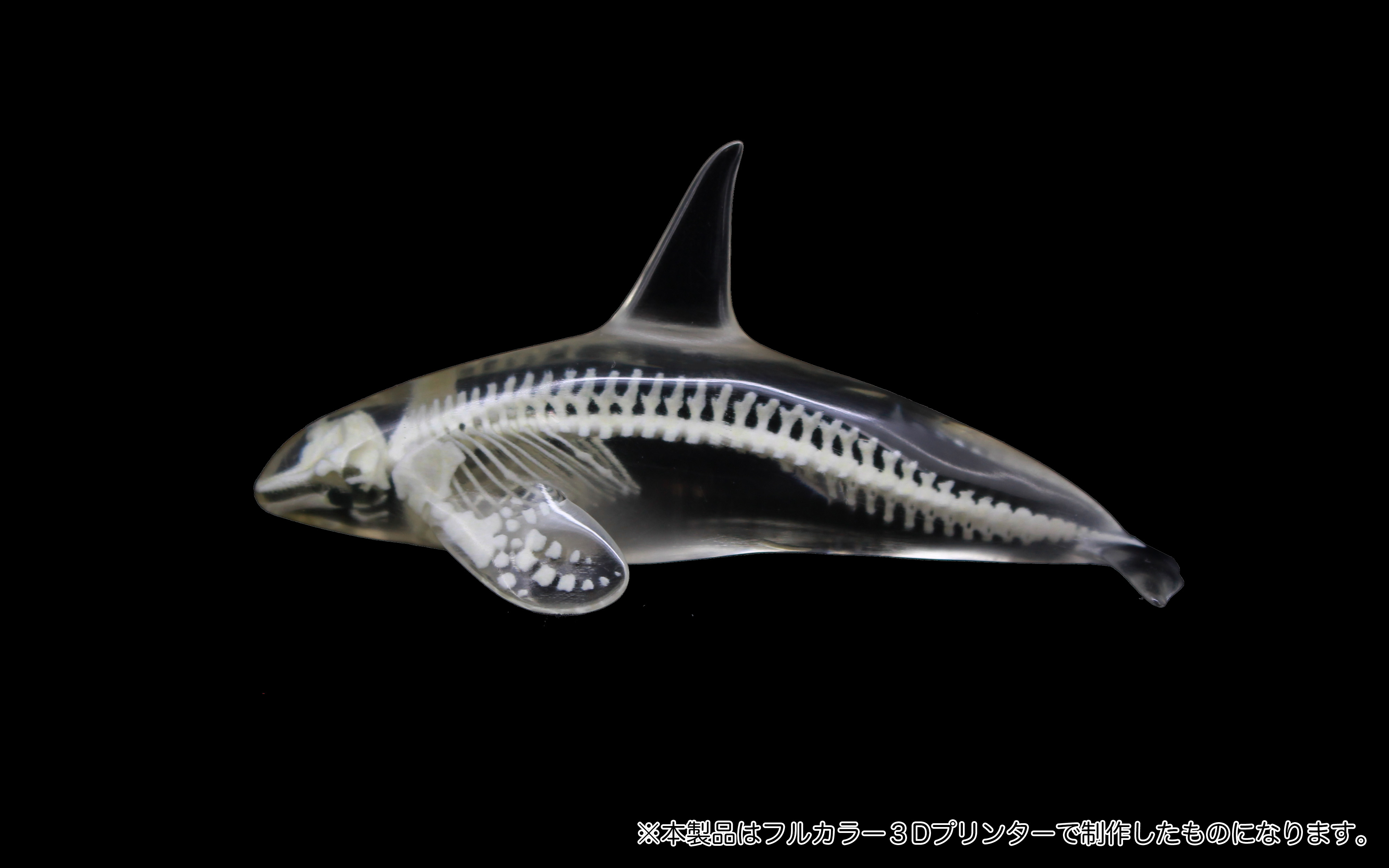 3d_toyfeather イーグル 3Dプリンター 玉骨標本