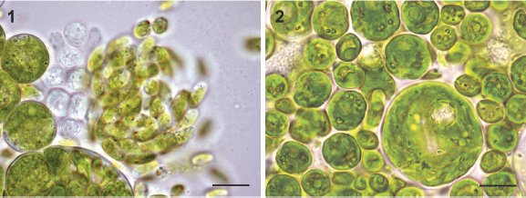 Our paper on a new #freshwater algal species (Chlorococcum szentendrense) isolated from a temporary lake (Kőhegyi tó, #Szentendre, Hungary) has been just published. Amazing world of microalgae! #algae #phycology <a href="/WeAreTandF/">Taylor & Francis</a> <a href="/bps_algae/">The British Phycological Society</a> <a href="/tandfbiosci/">T&F Bioscience</a> tandfonline.com/doi/full/10.10…