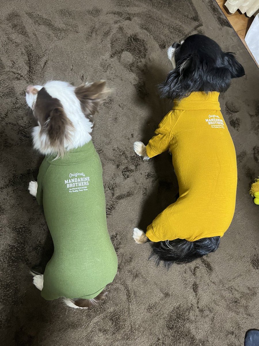 yocchiok's tweet photo. 2匹ともフリーズ中…😱
#チワワ
#犬のいる暮らし
#多頭飼い
#ドッグラン
#SKINTIGHTSUIT https://t.co/cOhy3jtvgH