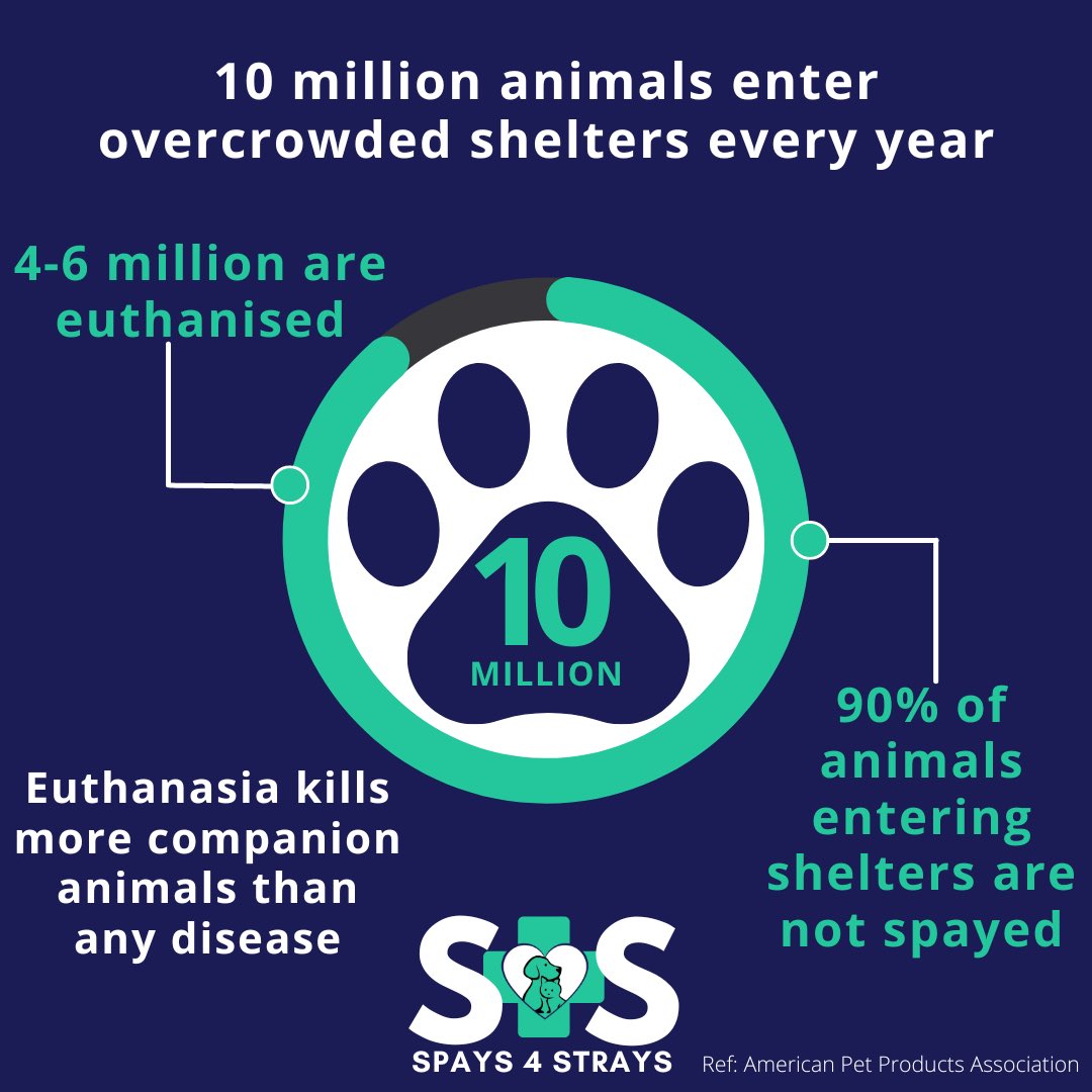 Spays4Strays's tweet photo. To tackle the problem of overpopulation and prevent animals from ending up in shelters, we must focus on spaying. 

Every donation goes straight to supporting spays. Consider setting up a monthly donation here https://t.co/fhYxMi1M4W

#dog #cat #spayandneuter #adoptdontshop⁣ https://t.co/9v2ri11vtJ