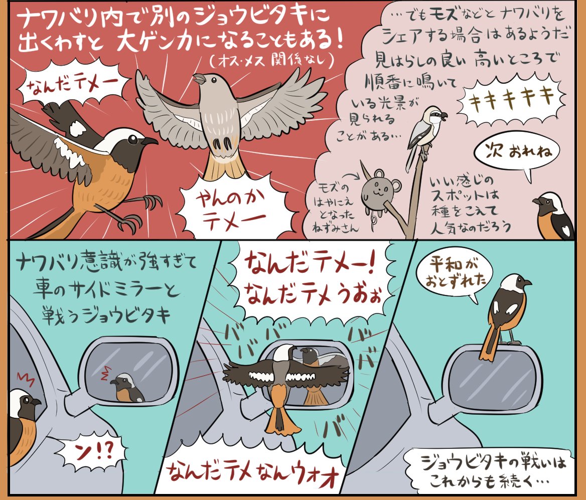 ジョウビタキはものすごく縄張り意識が強い鳥で、オスメス関係なしに出会った瞬間ジョウビタキバトルが勃発し、車のサイドミラーとも喧嘩するほどだが、行動範囲が被りがちなモズとはそれなりに共存しているようだ…(『図解なんかへんな生きもの』より)