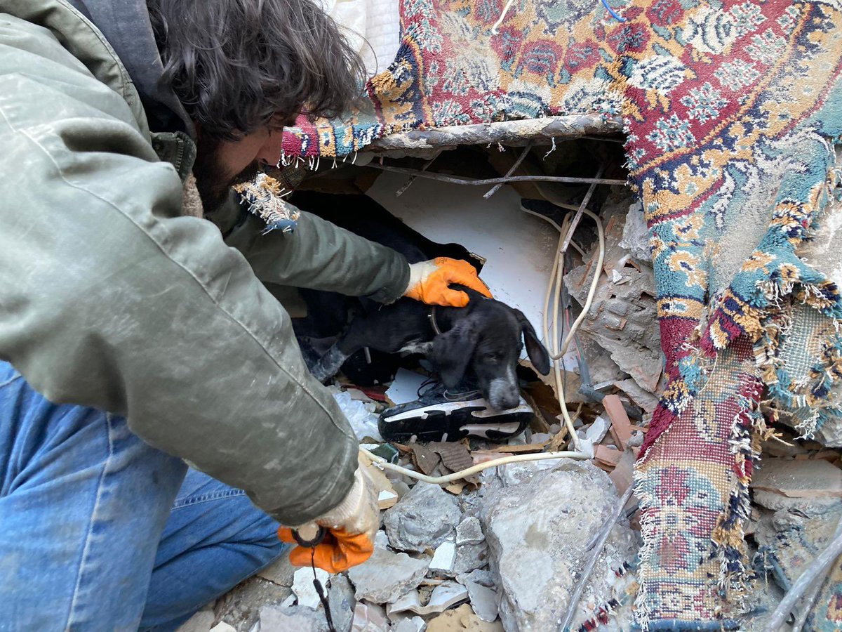 Enkaz altında kalan hayvan dostlarımız da kurtarılıyor.