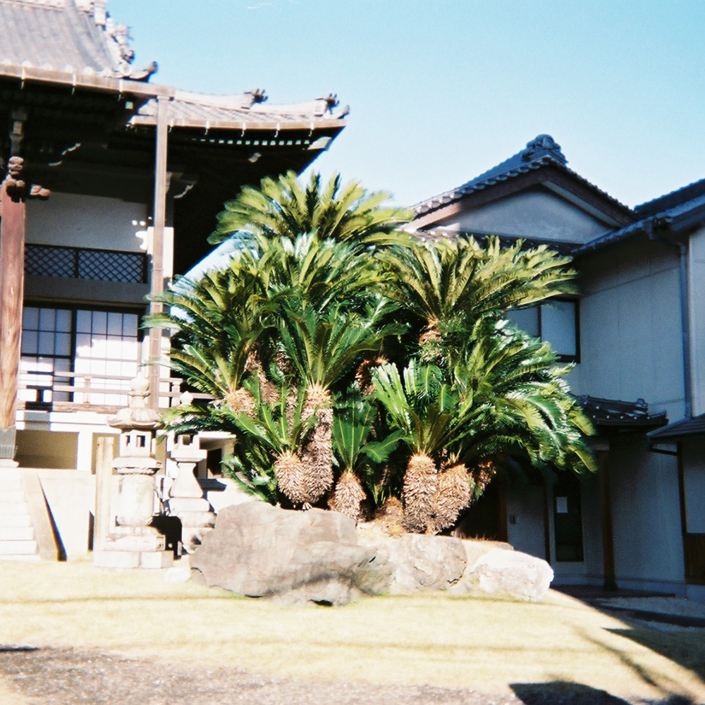 dainagoya_univ's tweet photo. 12月・1月で『「#まちシル」特別編！写ルンですを片手に歩こう〜大須の「おもしろ�����」風景探し〜」』を実施しました！

参加者の皆さんが“写ルンです”で撮った大須界隈の風景の第2弾。

大須商店街、大きな植物、街路灯たち

#名古屋の風景 https://t.co/MoBOwFxPuQ