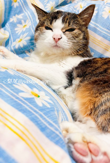 一緒に寝てあげても良いにゃよ(お布団陣取り猫)#猫のいる暮らし 