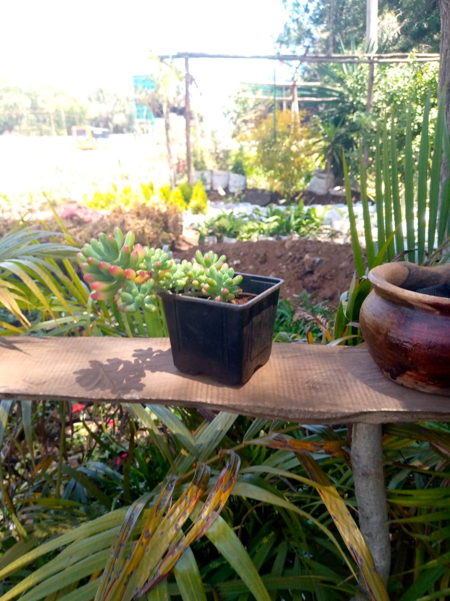 ecoscapesol's tweet photo. Supply of succulents plants.
Contact Ecoscape solutions call/text /WhatsApp @0790412118
#Matiangi 
#citizentv 
#Revenge 
#mikesonko 
#azimio 
#raila 
#Ruto 
#itumbi 
#babu https://t.co/s57ln6hpQp
