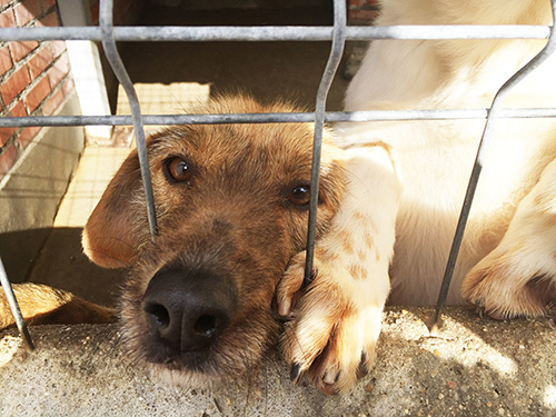 👉Spain votes on its first national animal welfare law today! 
If passed, it will mean the end of killing stations and euthanasia policy, the end of circuses with wild animals, and end of selling animals in shops (1/4)
#Spain #animalprotectionlaw