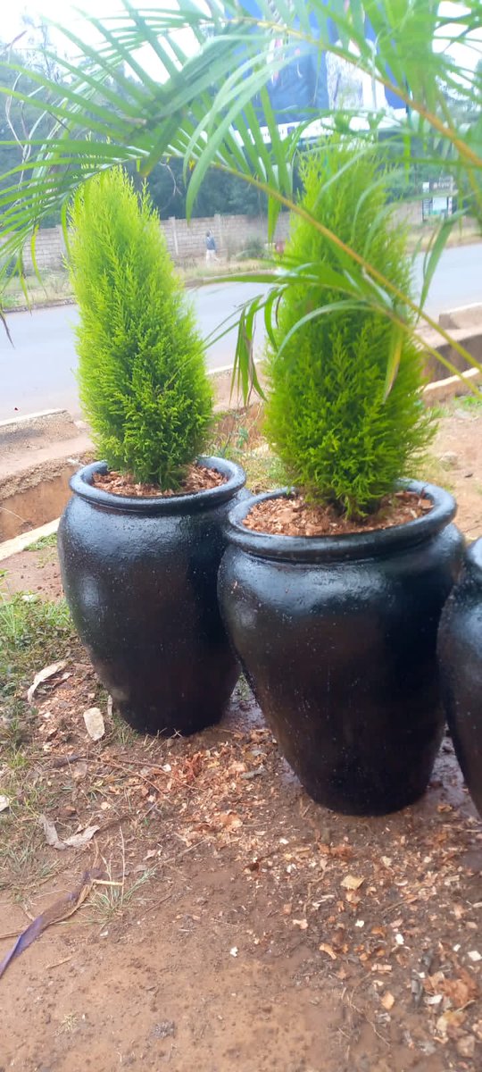 ecoscapesol's tweet photo. Supply of potted golden cypress
Call/text/WhatsApp 0790412118
#Matiangi #Revenge  #babu #citizentv  #migunamiguna #raila #itumbi https://t.co/PF0K6JyopL