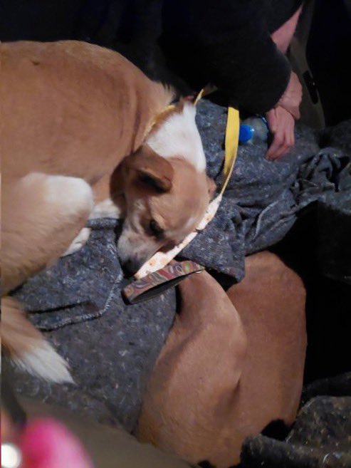 Annem babam dayimlarda kalacak
12 kedim ve 3 köpeğimle birlikte  kalacak yer ariyorum
Klinikler yarın sabaha bi bakalim diyor.
Sabaha kadar sokakta bekleyemeyiz taksici bırakır gider 
Lütfen eviniz varsa boş bir odanız varsa bana yardımcı olun

<a href="/KIRIKHANpati/">portakalpatisi</a>