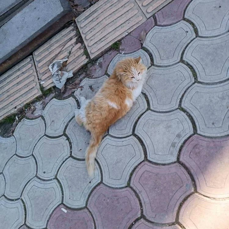 pittyperest's tweet photo. ‼️‼️Bi arkadaşım bana fotoğraf attı kedi yolda yürüyemiyormus  sürünerek kaçmış fotoğrafını falan attı anlattığına göre arka bacakları tutmuyor paylaşsaniz yardım eden olur mu ? Harbiye esenbulak ortaokuluna yetismeden Orhan kasabinin önündeymis https://t.co/41SLw1a85N