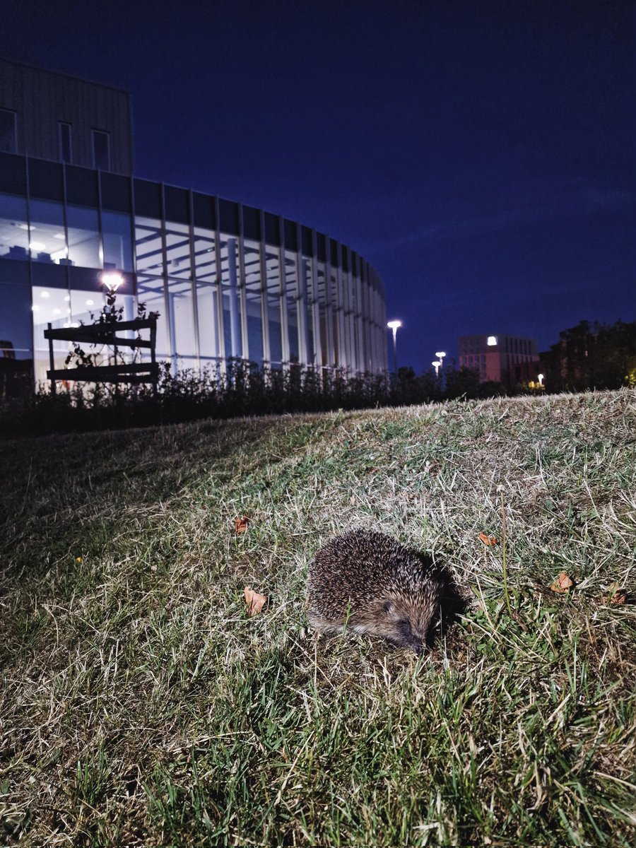 TOMORROW: An Introduction to Hedgehog Friendly Lincoln
Friday 10th February 2023
12:00 - 13:00 LMS0011

Learn all about the Hedgehog Friendly Campus campaign at the University of Lincoln and how you can get involved.