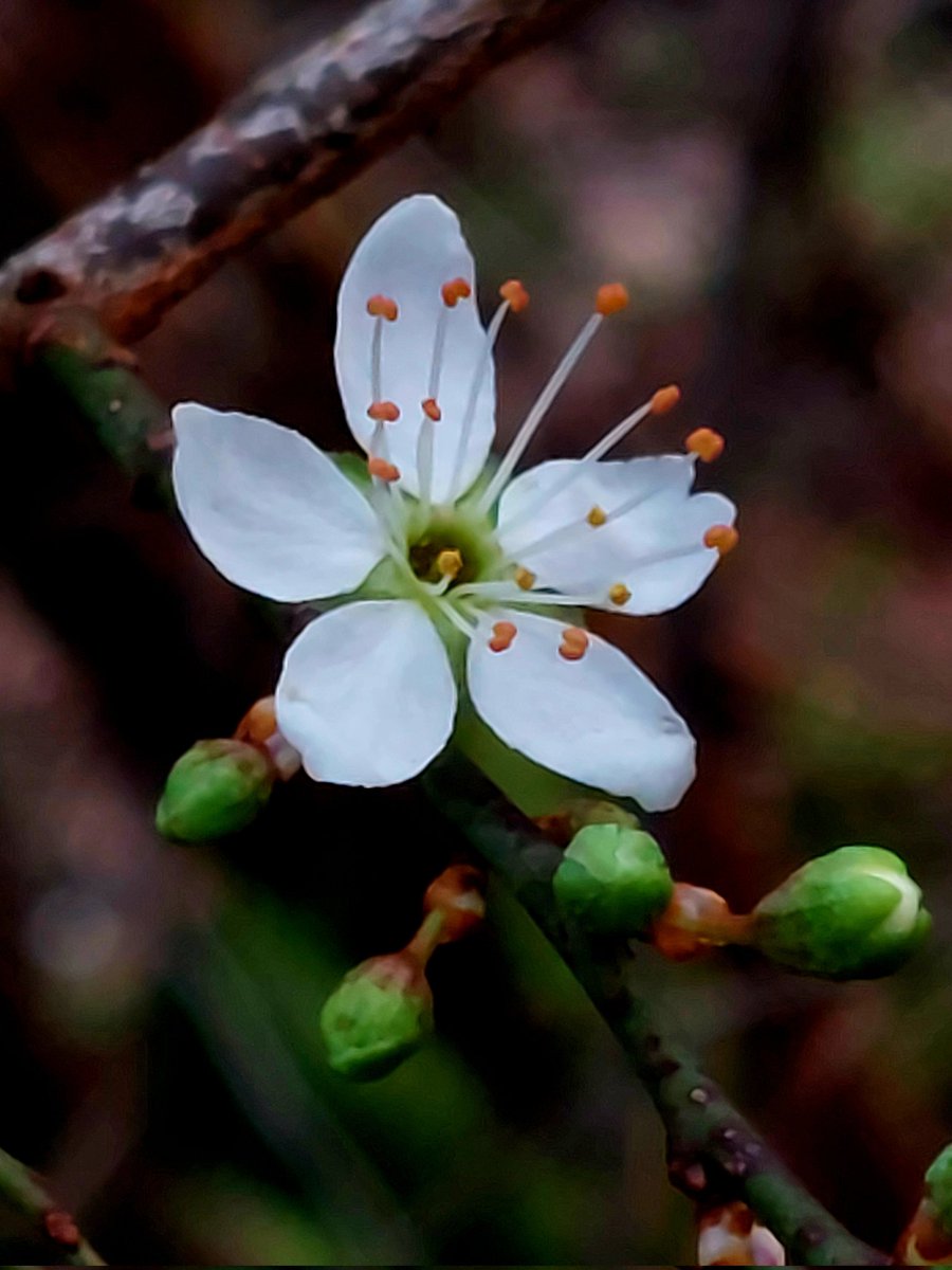 VFrankendael's tweet image. De vroegbloeiertjes zijn er weer! Ook dat is Frankendael.