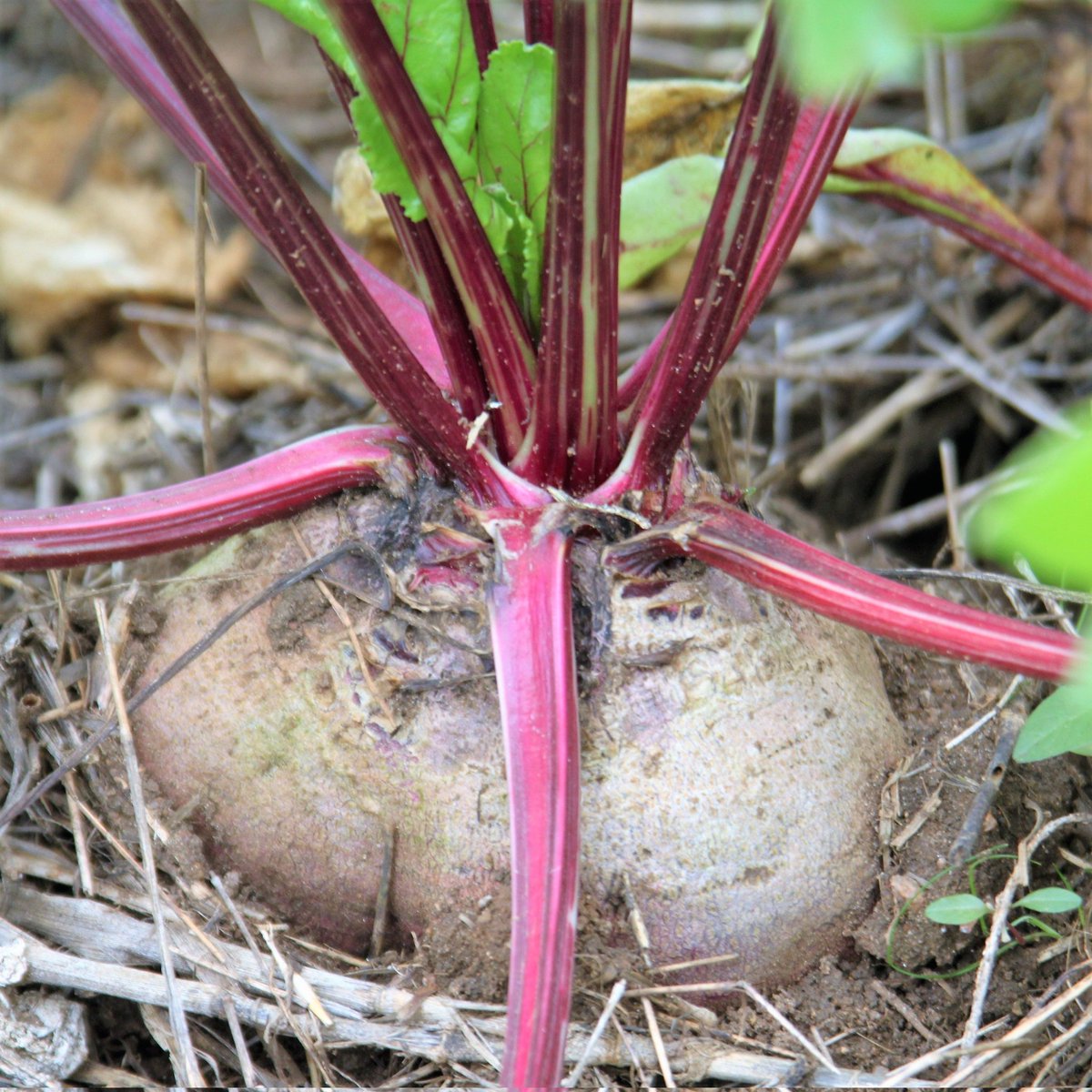 EugenHarerimana's tweet image. If you're thinking about starting a farm, try producing beetroots to sell! 
#1It just takes 7 to 8 weeks before you can begin harvesting-only Two months.  
#2their market demand is enormous! 
👋Please contact me for additional information.
#RwOT