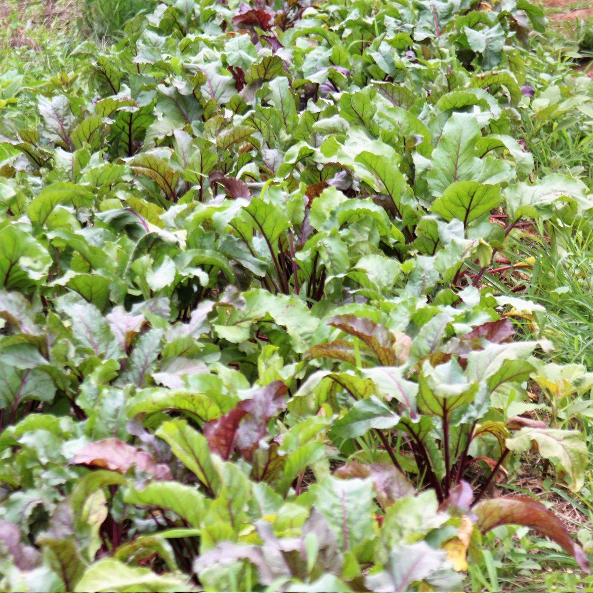 EugenHarerimana's tweet image. If you're thinking about starting a farm, try producing beetroots to sell! 
#1It just takes 7 to 8 weeks before you can begin harvesting-only Two months.  
#2their market demand is enormous! 
👋Please contact me for additional information.
#RwOT
