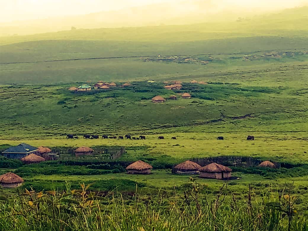 Irkeepus-Ngorongoro
How Wonderful look; Elephants walk majestically across the bomas... the duty of the Community is protecting wildlife from poachers as the wildlife make part of the daily life. Only Happens in Ngorongoro with 80,000 people @PINGOsForum @Mittaloak