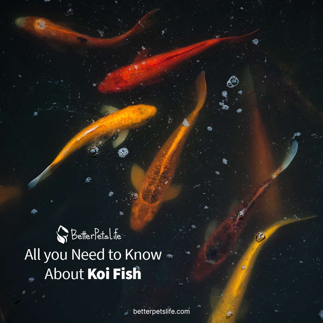 BetterPetsLife's tweet image. Here’s what you need to know as a first-time koi owner with a garden pond to keep your fish safe and happy during the breeding season and beyond 🐠
betterpetslife.com/koi-fish/

#fishpet #fish #fishing #Pets #petlovers #pet #animallovers #animals #homepets #fishes #fishlovers #koïfish