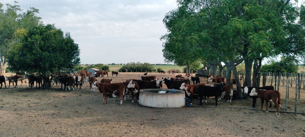 MartinSicilia's tweet photo. Destete precoz con fibra incorporada de #Nutrire. Recorrida y recomendaciones generales de manejo. Análisis productivo y económico de diferentes alternativas. https://t.co/Hy2m1HAGML