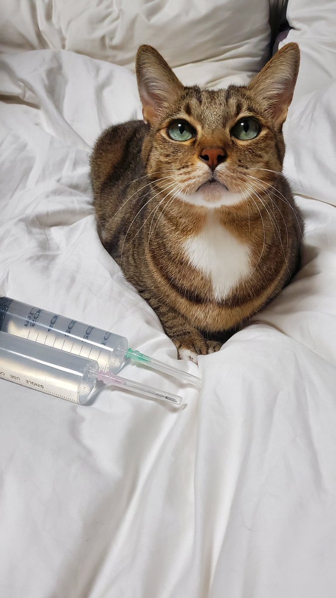 무슨 고양이가 주사 맞자고 부르면 쪼르르 달려와 앉고 그래;;