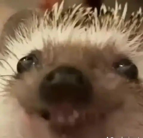 Cheyenna Armstrong tweet media