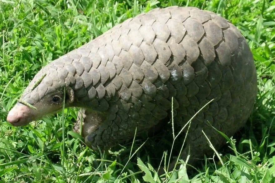 ForestDeptWB's tweet photo. The ecological importance of Pangolins and the need for their protection
To read more :https://t.co/W1cy3WBVUU
.
.
.
.
#westbengalforestdepartment #governmentofwestbengal #pangolin #forest #purulia #flaura #fauna #bengalwildlife https://t.co/qurDpPPi7v
