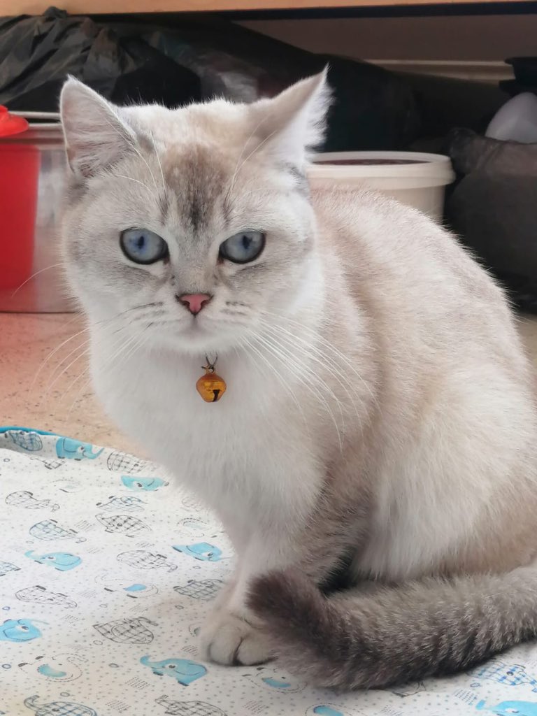 Arkadşlarım kediyi şimdilik yanına almışlar ama maalesef onlarda mama v.s yok kaç gündür aç bilmiyoruz sahiplenmek isteyen veya hatay antakya da bize mama desteği olabilecek var mı?
#Hatay #antakya #deprem